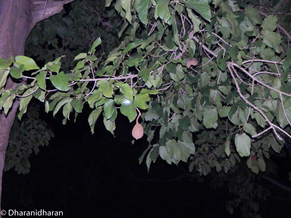 Pterygota macrocarpa